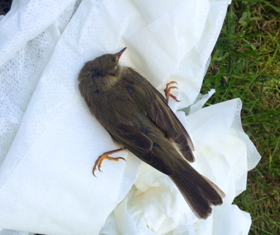 Sov du lilla fågel...